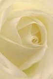 Drawn deep into the heart of a cream-white rose, this image brings you close to the whisper-soft petals as they unfold with gentle, spiraling motion-each one luminous, like the earliest rays of sun on Wanstead Flats. The texture appears almost weightless, as if morning dew lingers on the matte ivory folds. Between the layers, shadows settle softly, carving depth and an elegant, drama-tinged stillness. The mood evokes the peace of early Leytonstone mornings when the world is still and hope feels fresh. This rose is the purest symbol of reverence, hand-selected for moments of sympathy, admiration, or new beginnings by Leytonstone's most passionate florists. One can nearly catch the faint, sweet hint of its fragrance-a quiet promise that lingers, connecting memories and futures. The close focus not only highlights the flower's intricate design, but also the thoughtful artistry behind weaving such tender emotion into every petal for those cherished occasions across Leytonstone.